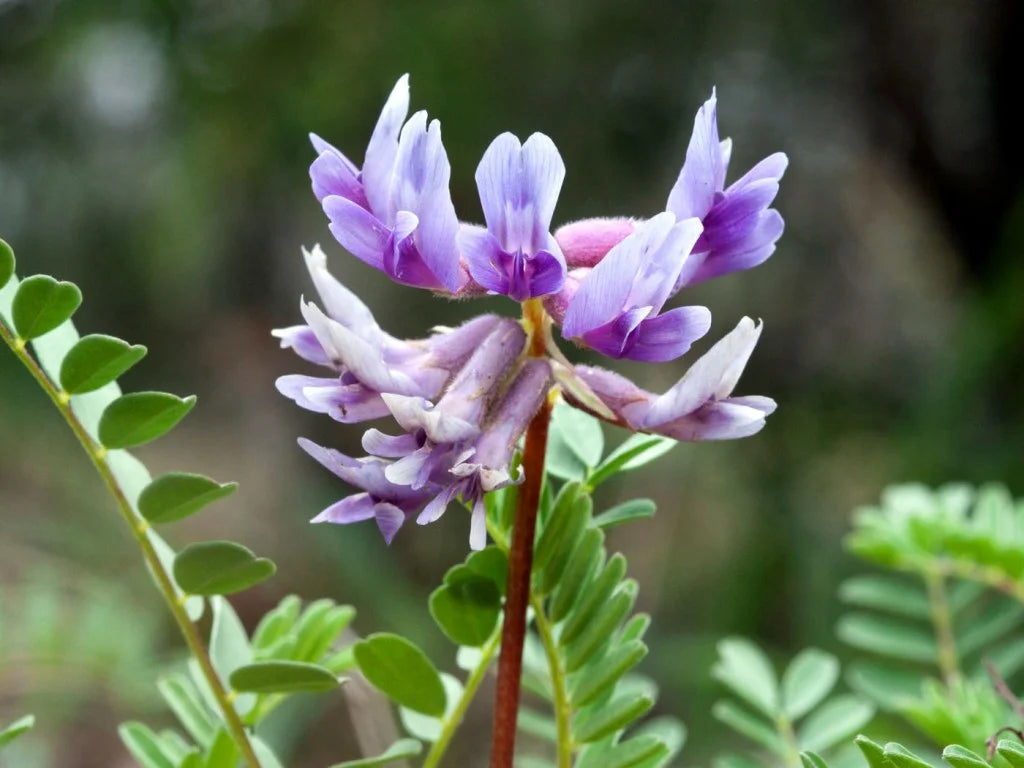 Astragale, racines (Astragalus membranaceus)-racines 50 gr.