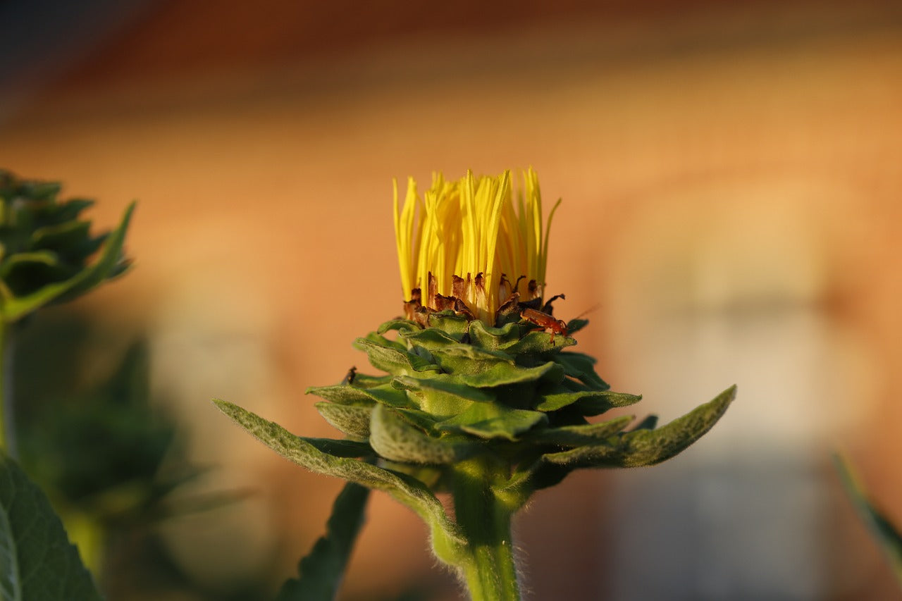 Teinture Aunée - racines - (Inula helenium) 50 ml.