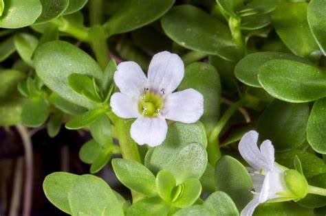 Teinture Bacopa - Hysope d'eau (Bacopa monnieri) 50 ml.