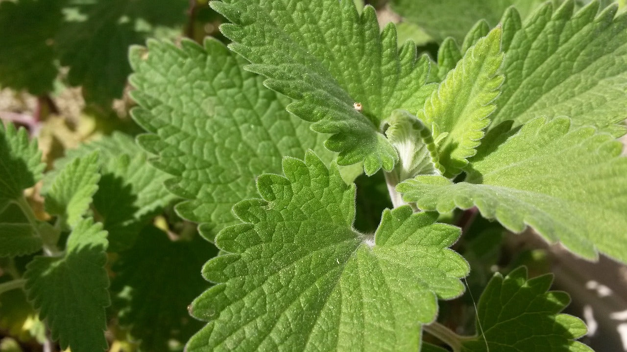 Teinture Cataire (Nepeta cataria) 50 ml.