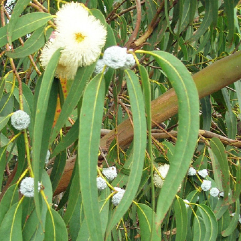 Eucalyptus - feuilles (Eucalyptus globulus) 30 gr.
