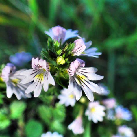 Teinture Euphraise (Euphrasia stricta) 50 ml.