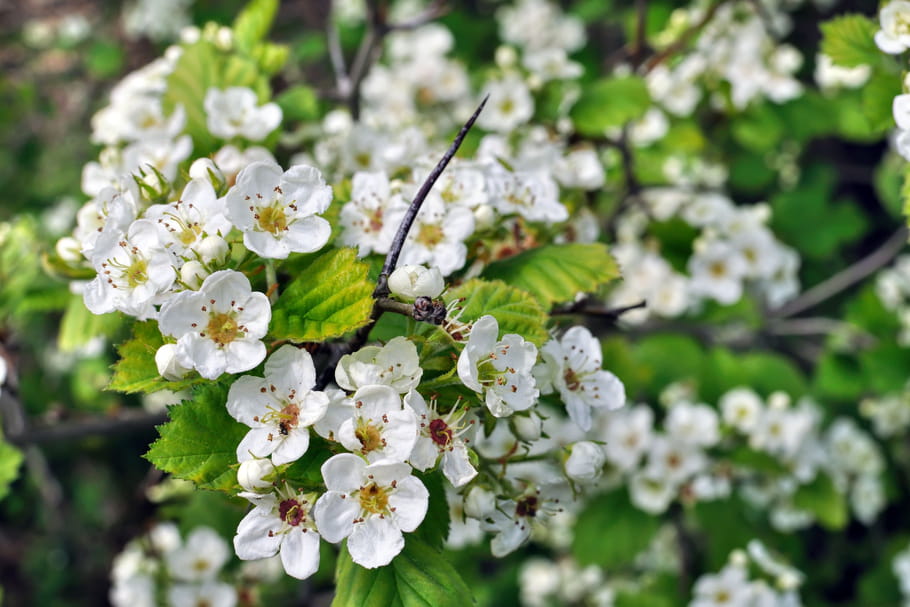 Teinture Aubépine - FLEURS - 50 ml (crataegus laevigata)