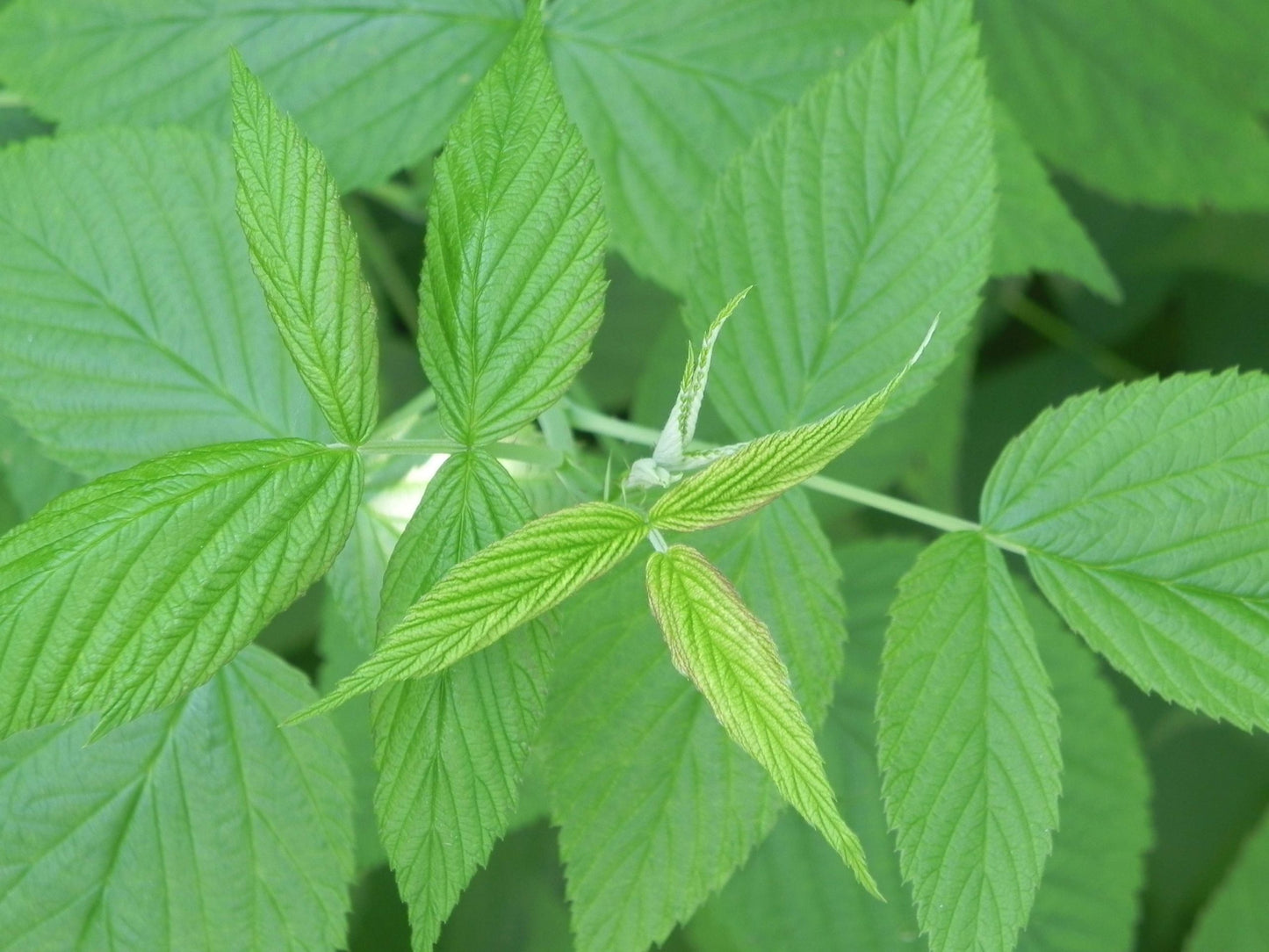 Framboisier - Feuilles - (Rubus idaeus) 50 gr.