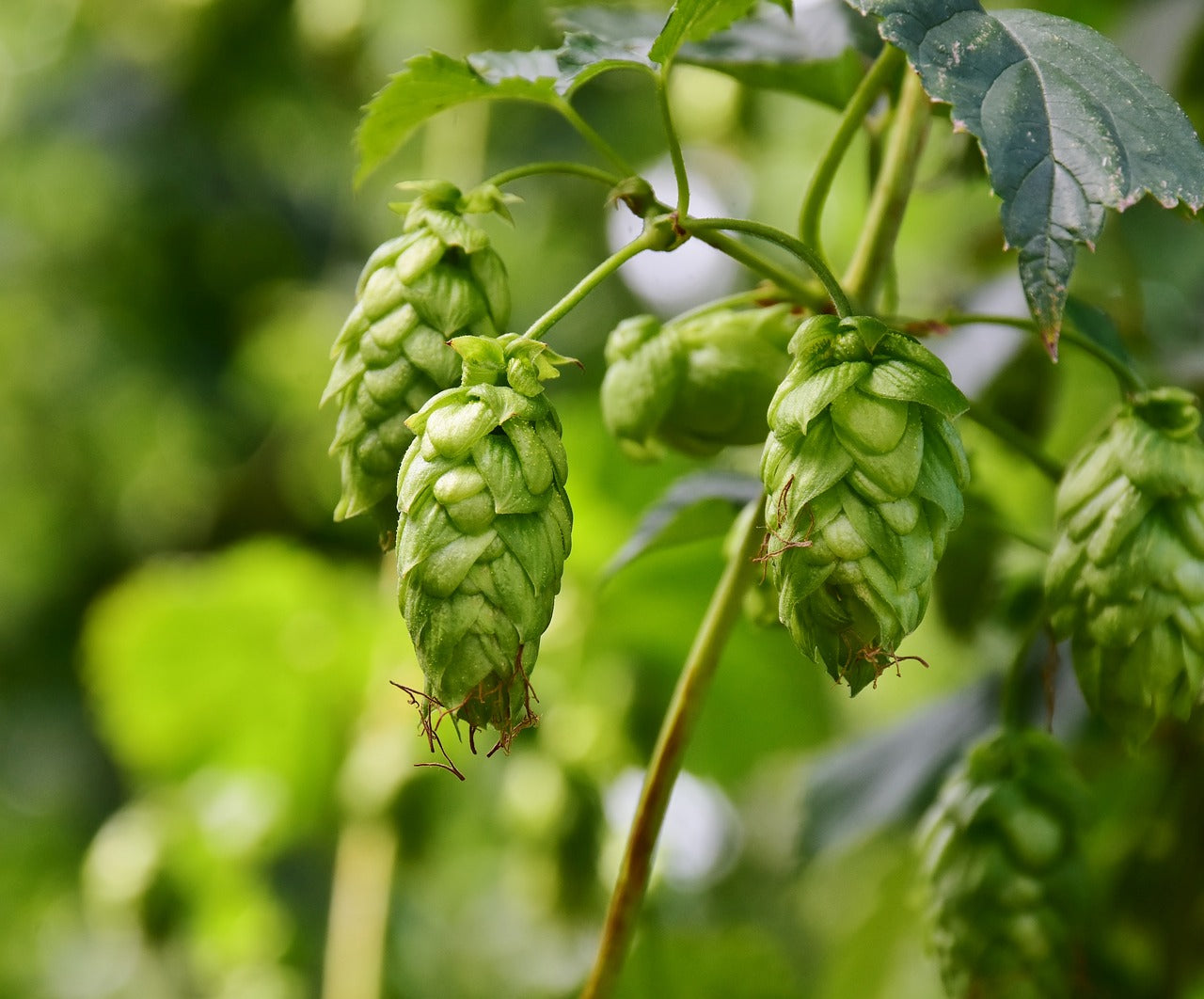 Teinture Houblon (Humulus lupulus) 50 ml.