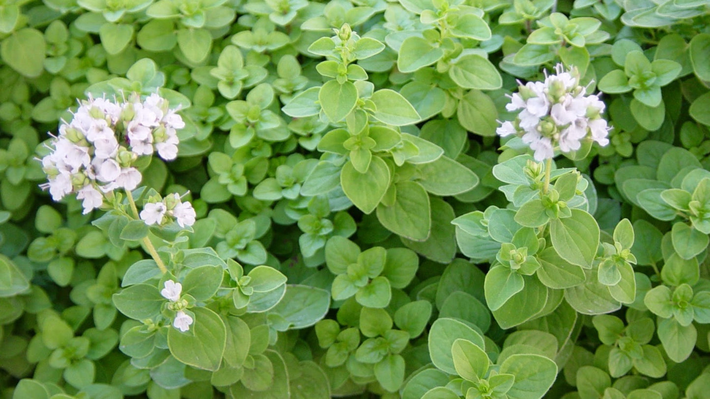 Marjolaine (Origanum marjorana) 50 gr.