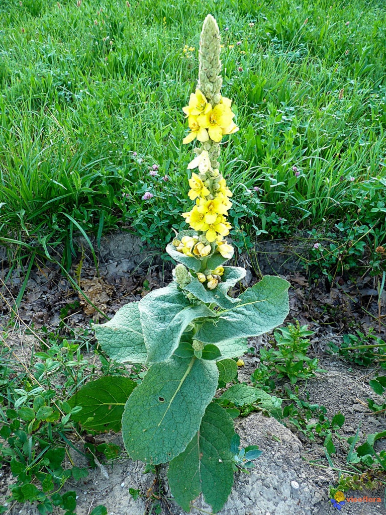 Teinture Molène (Verbascum thapsus) 50 ml.