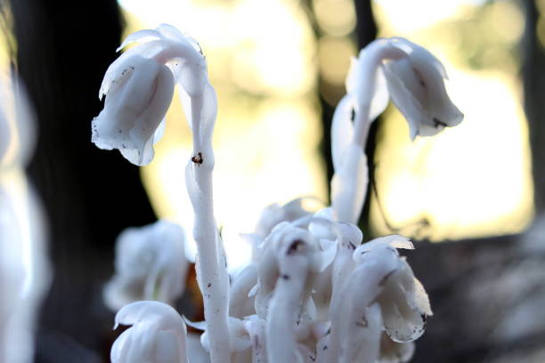 Teinture Monotrope uniflore (Monotropa uniflora) 50 ml.
