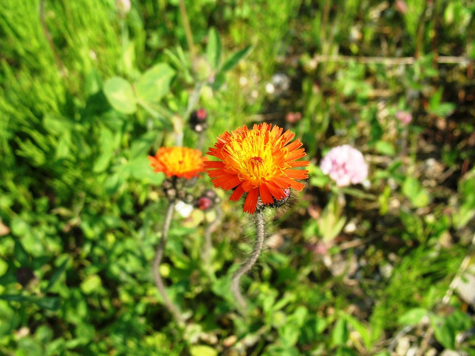 Teinture Piloselle Orangée (Hieracium pilosella) 50 ml.