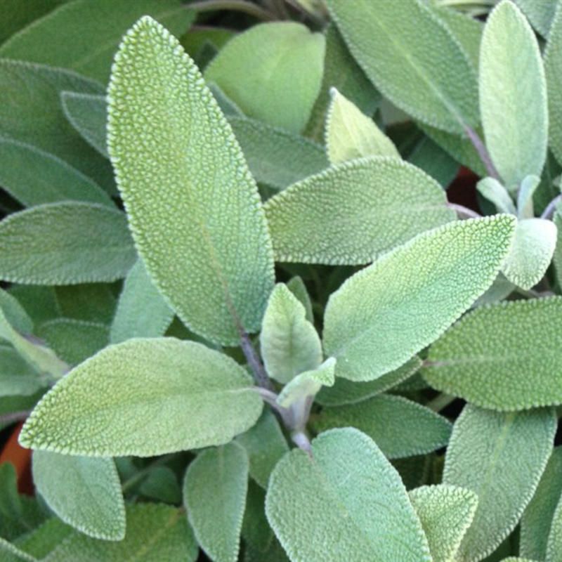 Vinaigré Sauge (Salvia officinalis) 50 ml.