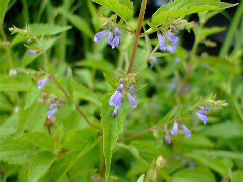Teinture Scutellaire (Scutellaria lateriflora) 50 ml.