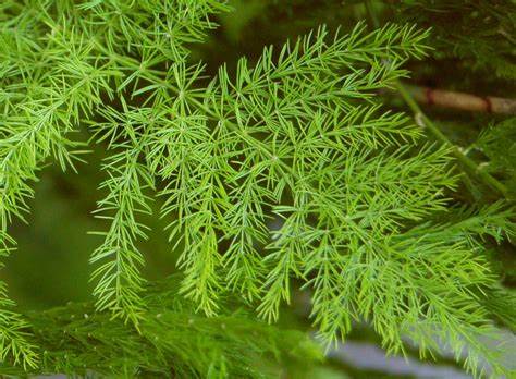 Shatavari, racines -POUDRE- (Asparagus racemosus) 50 gr.