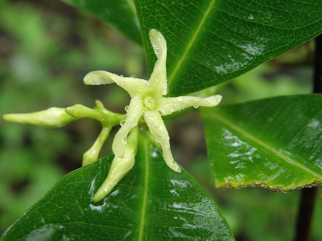 Vinaigré Cryptolepis - racines - (Cryptolepis sanguinolenta) 50 ml.
