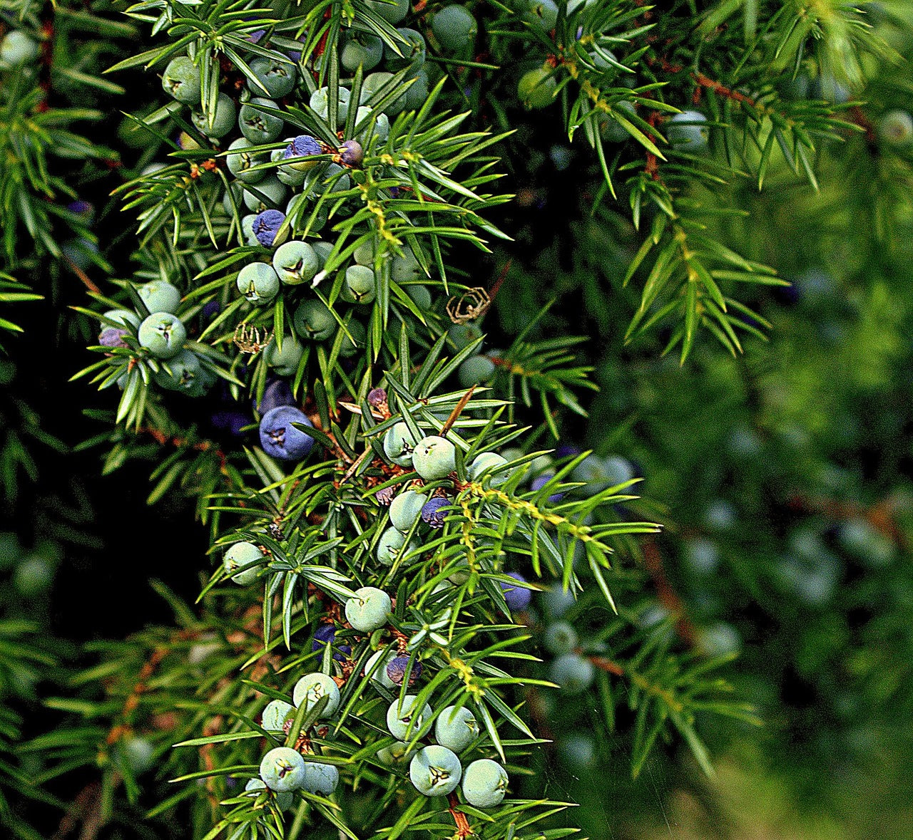 Vinaigré Genévrier, baies (Jenipurus communis)- 50 ml.