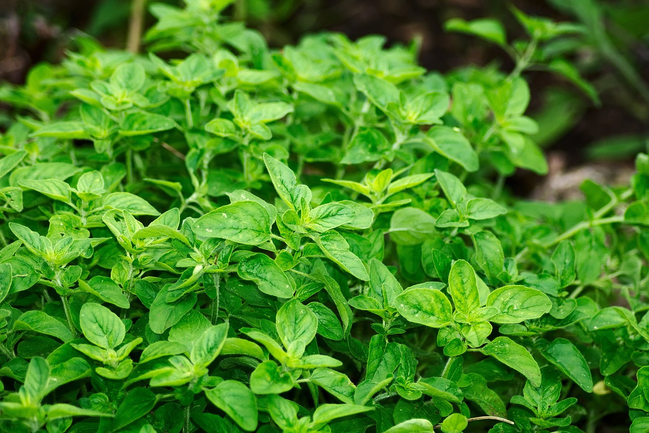 Teinture Origan (Origanum vulgare) 50 ml.
