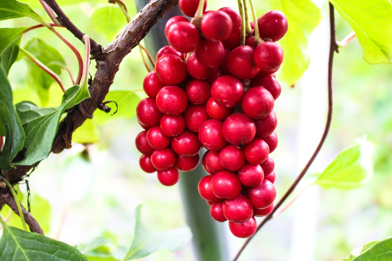 Teinture Schisandra (Shisandra chinensis) 50 ml.