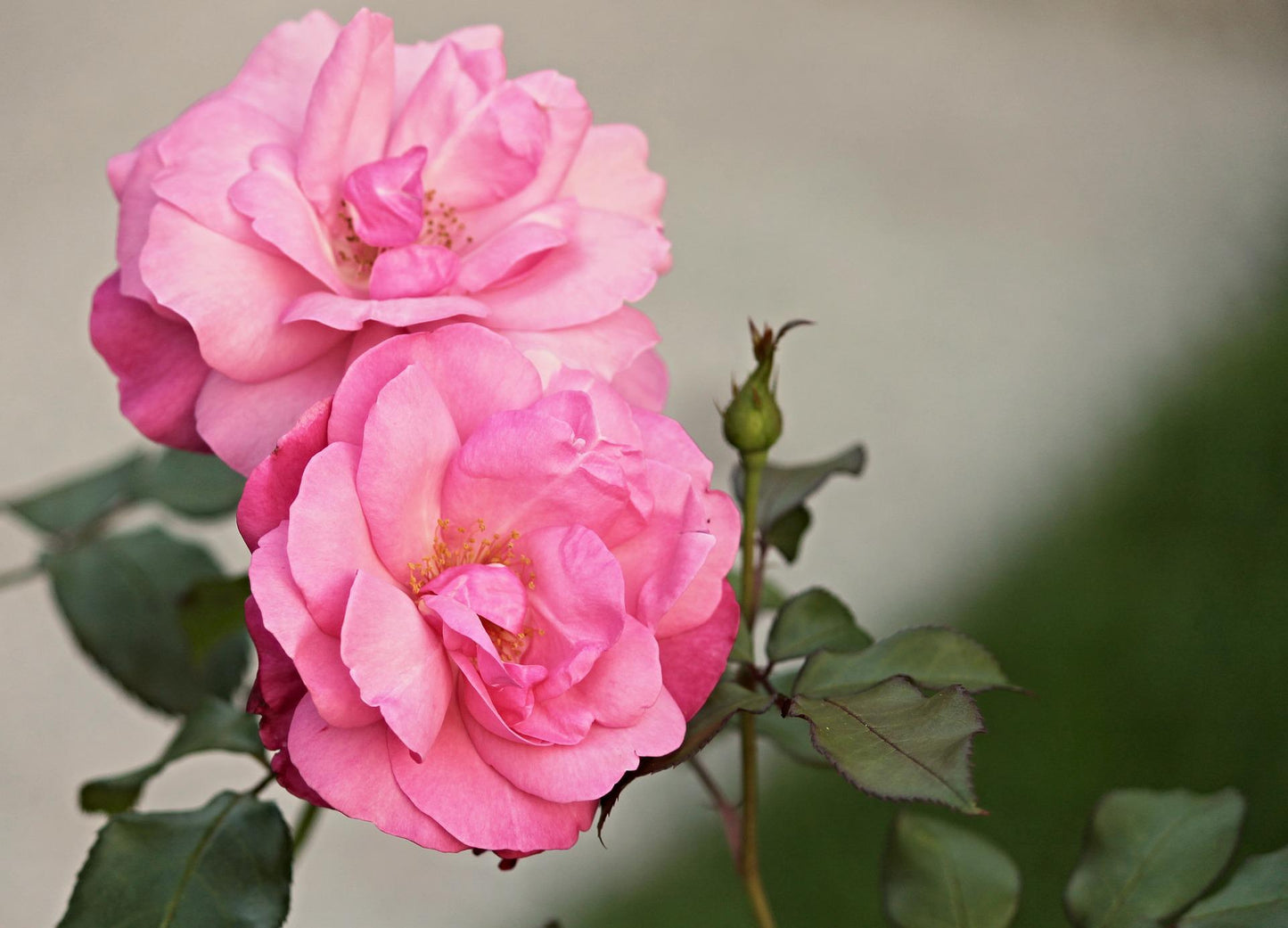 Rose Sauvage - pétales (Rosa canina) 25 gr.