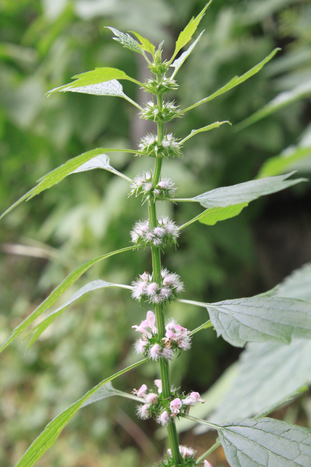 Teinture Agripaume (Leonurus cardiaca) 50 ml.