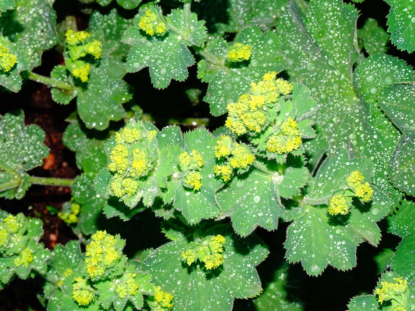 Teinture Alchémille (Alchemilla vulgaris) 50 ml.