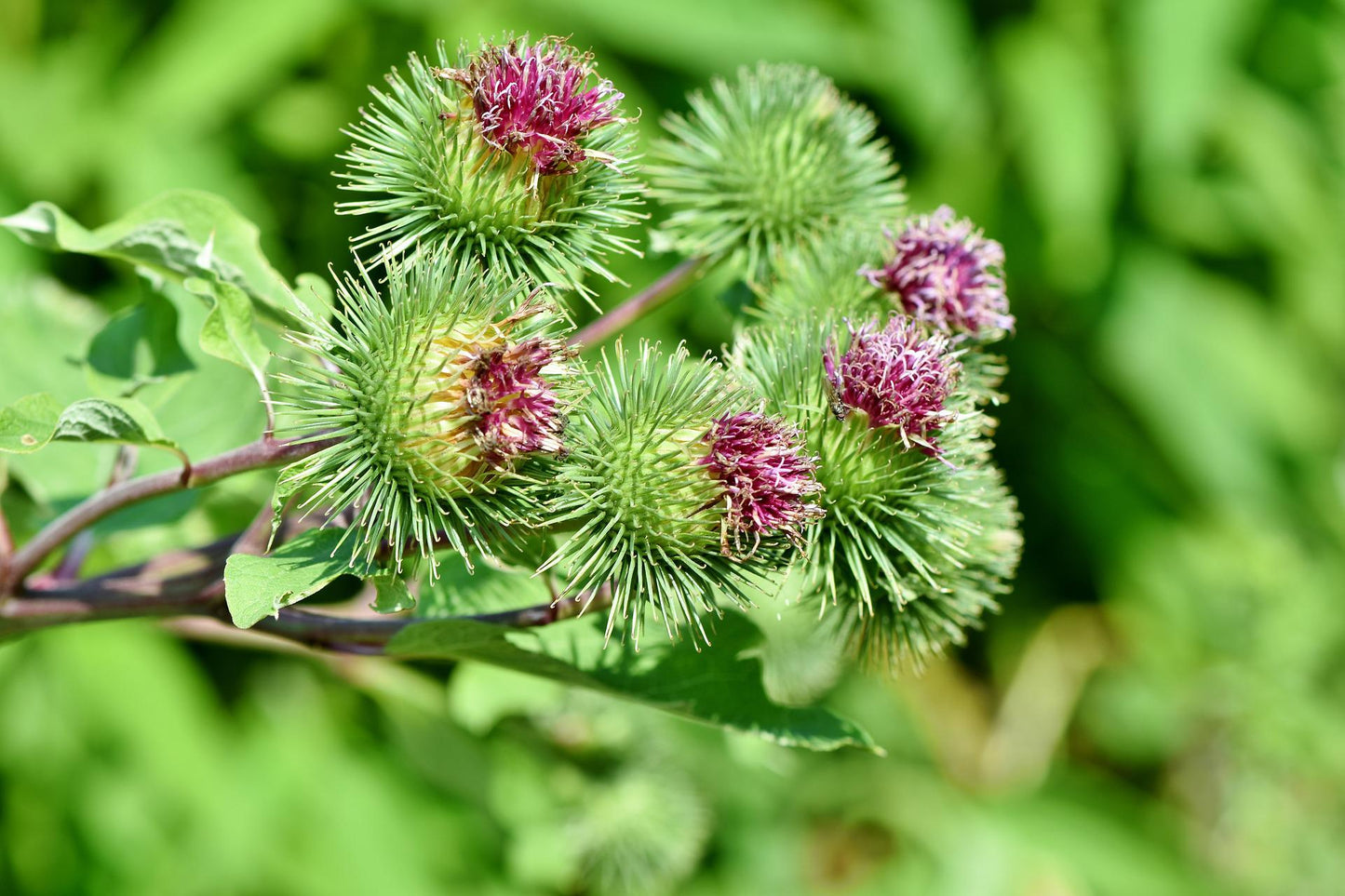 Teinture Bardane - racines - (Arctium lappa) 50 ml.
