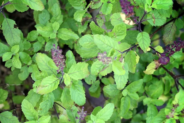 Vinaigré Basilic Sacré (Ocimum sanctum) 50 ml.