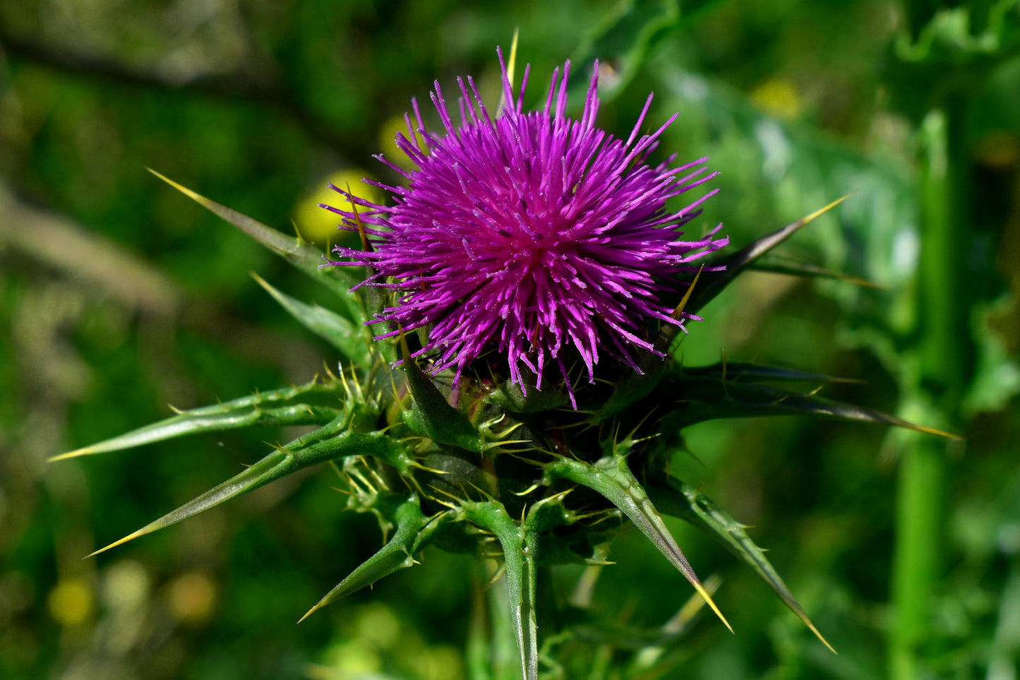 Teinture Chardon-Marie (Silybum marianum) 50 ml.