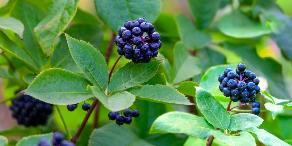 Éleuthéro - Ginseng Sibérien - Racines - (Eleutherococcus senticosus) 50 gr.