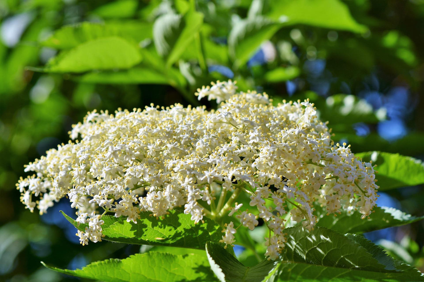 Sureau noir - Fleurs (Sambucus nigra) 30 gr.