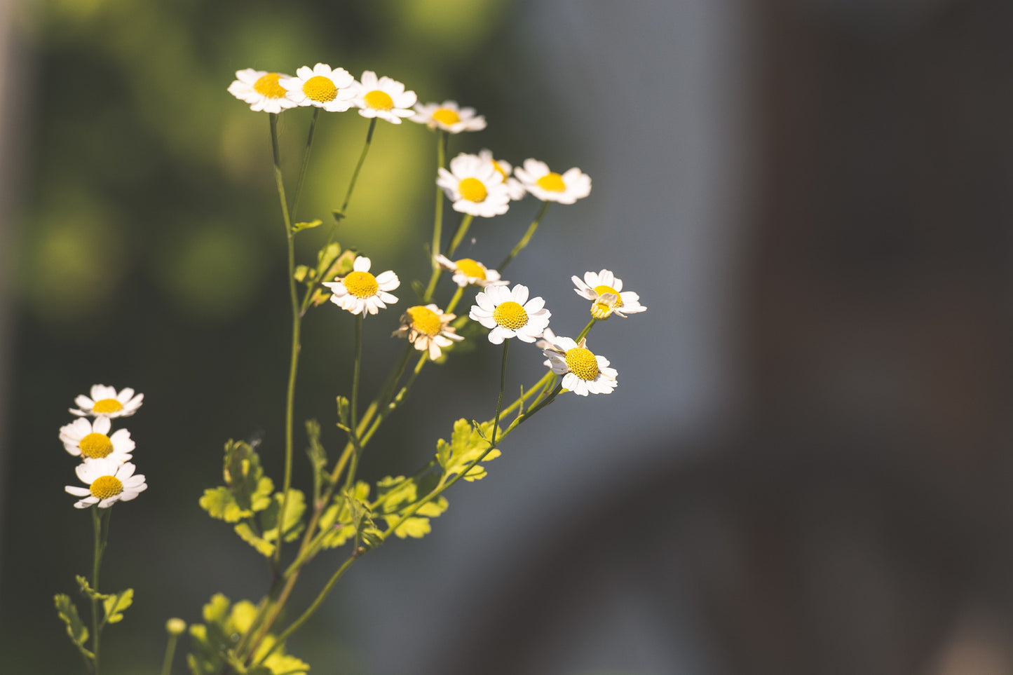Teinture Grande Camomille (Tanacetum parthenium) 50 ml.