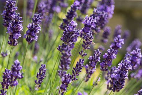 Teinture Lavande (Lavandula angustifolia) 50 ml.