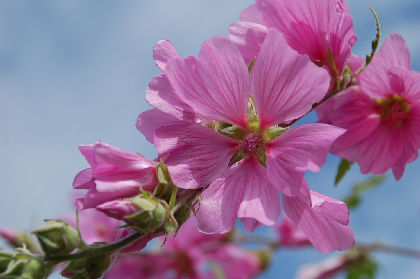 Teinture Mauve Musquée (Malva moschata) 50 ml.