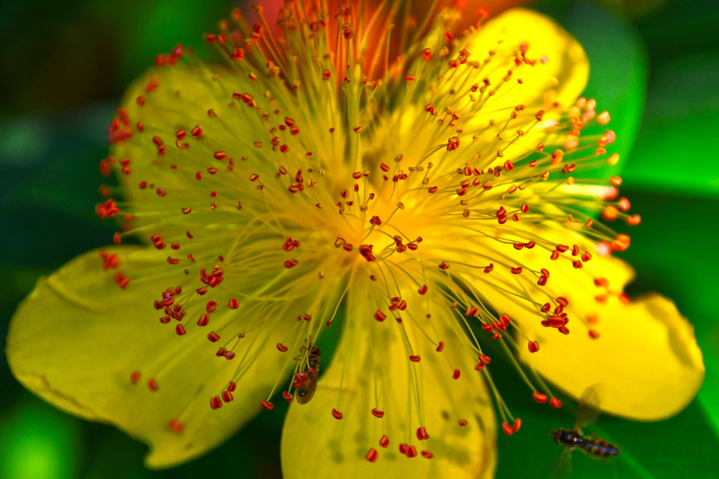Oleic extract (floral oil) of St. John's Wort 100 ml.