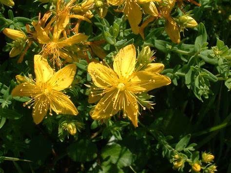 Teinture Millepertuis (Hypericum perforatum) 50 ml.