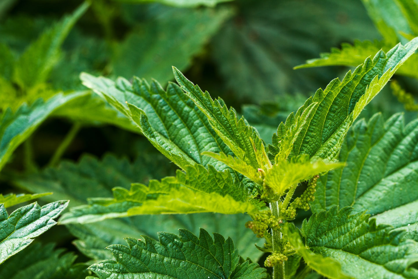 Ortie (Urtica dioica) 30 gr