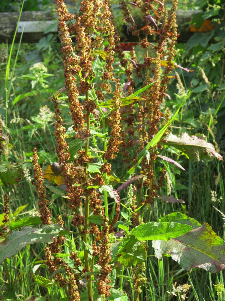 Teinture Patience Crépue (Rumex crispus) 50 ml.
