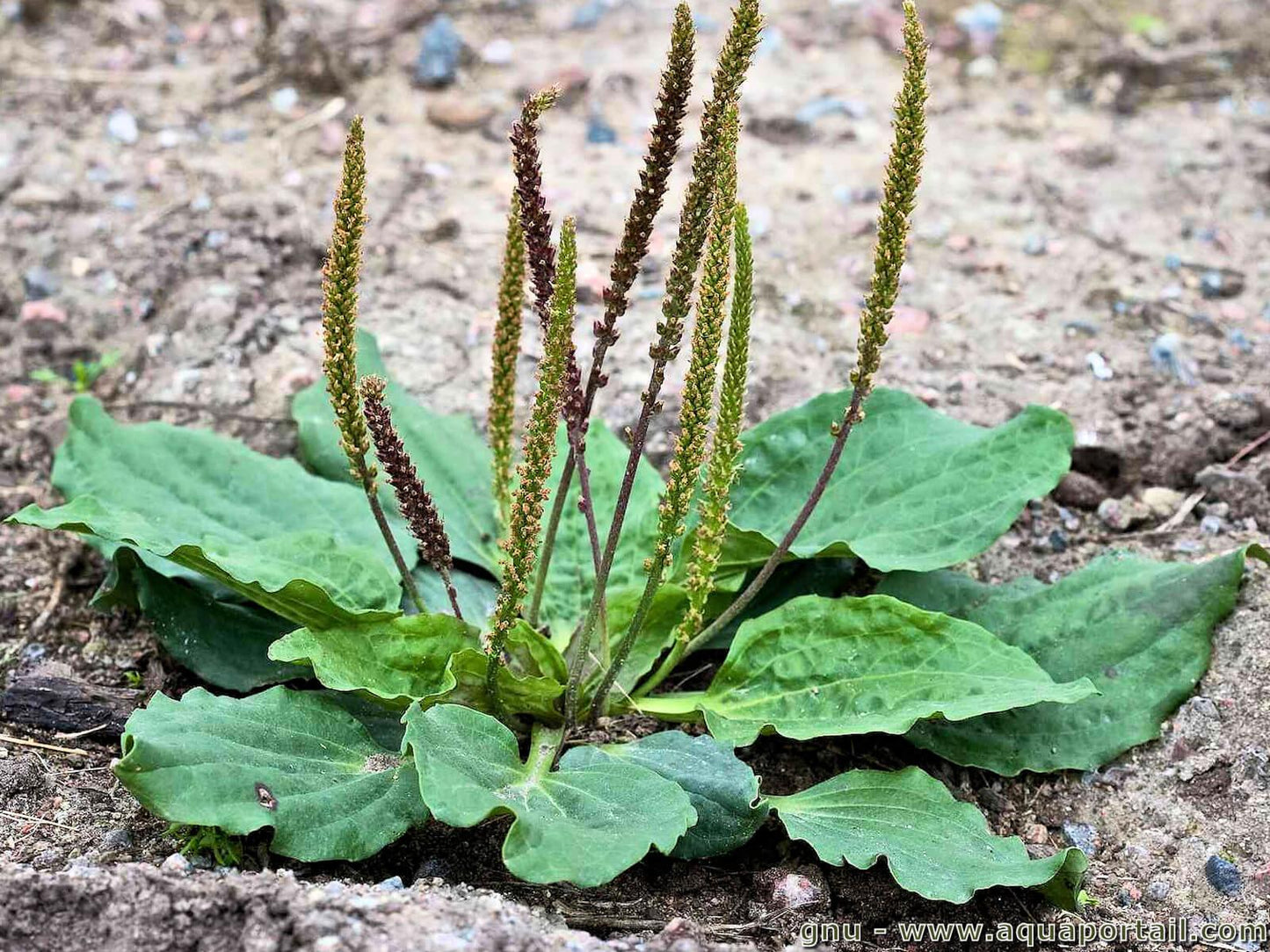 Onguent Plantain, 30 grammes.