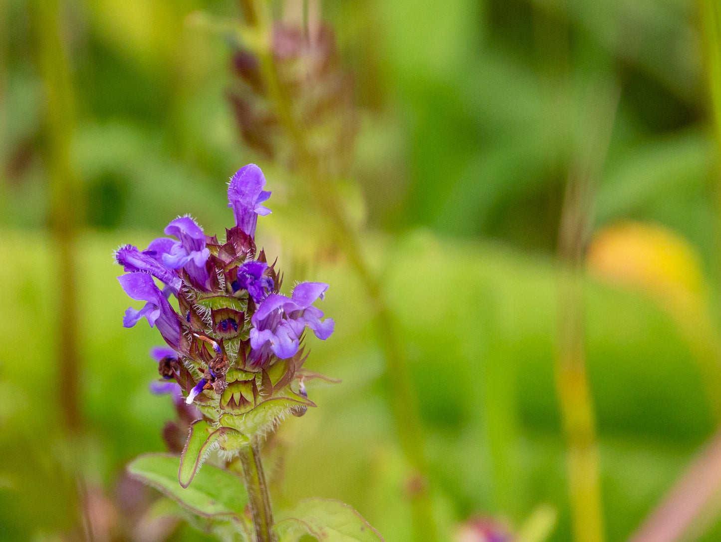 Teinture Prunelle (Prunella vulgaris) 50 ml.