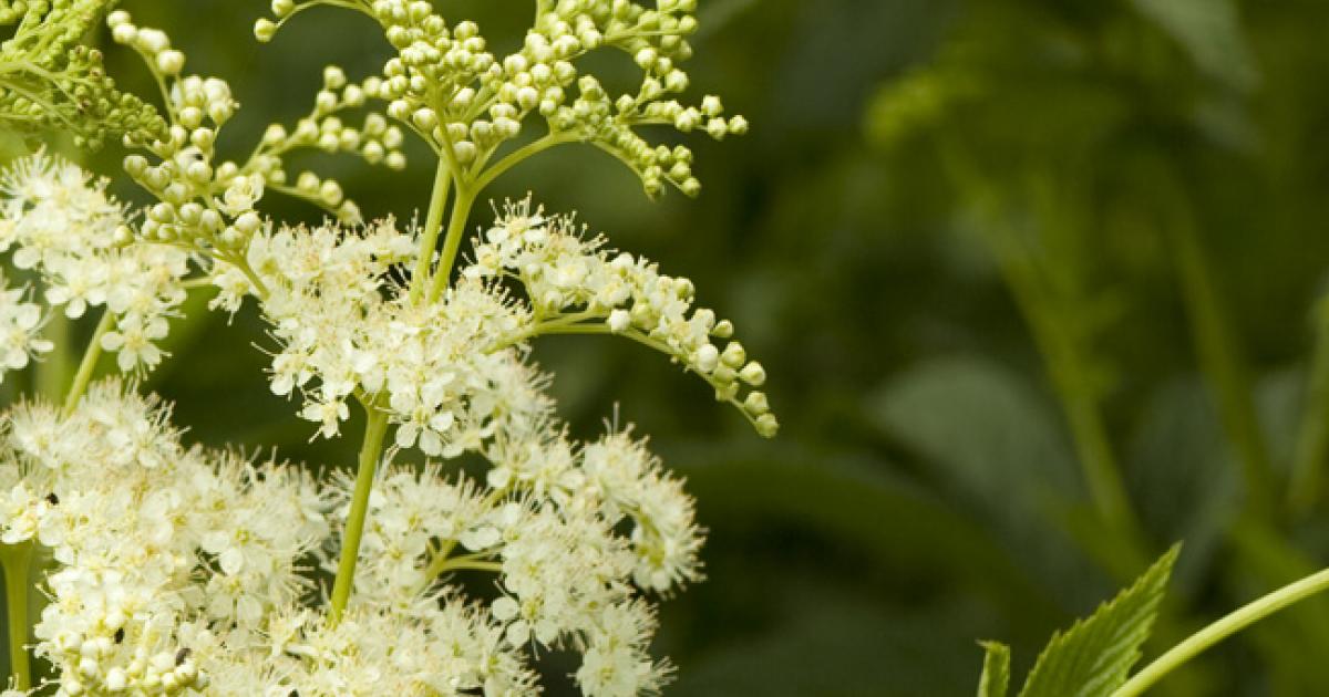 Reine des Prés (Filipendula almaria) 30 gr.