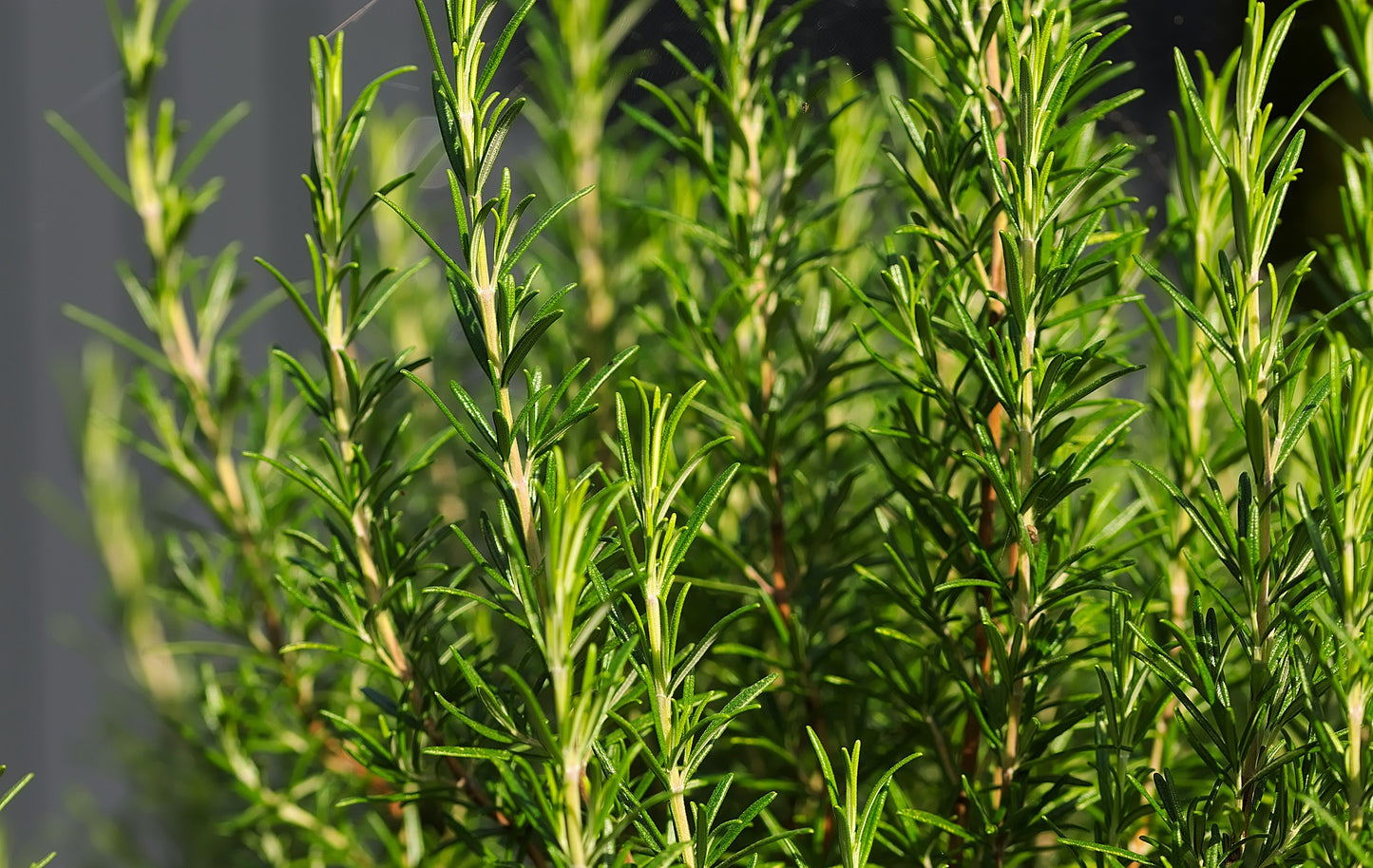 Romarin (Rosmarinus officinalis) 50 gr.