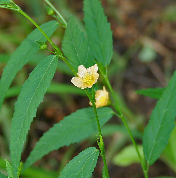 Sida Acuta, feuilles (Sida acuta leaf) 50 gr.