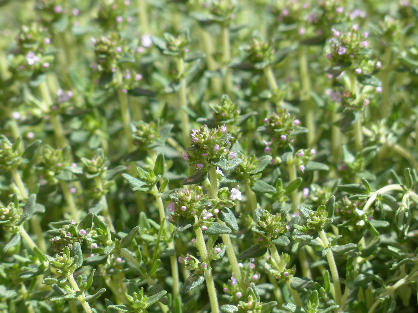 Thyme (Thymus vulgaris) 50 gr.