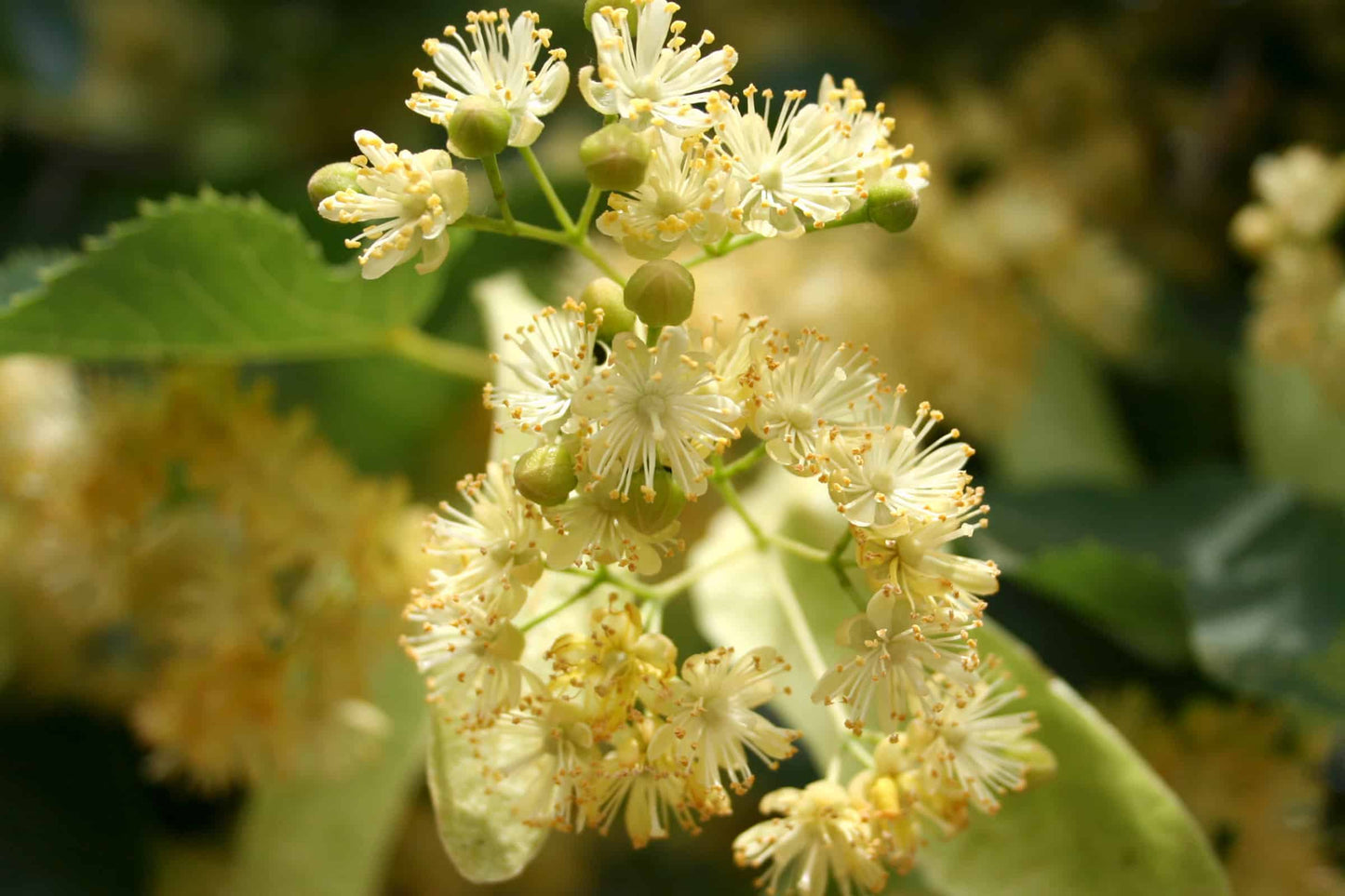 Teinture Tilleul (Tilia cordata) 50 ml.