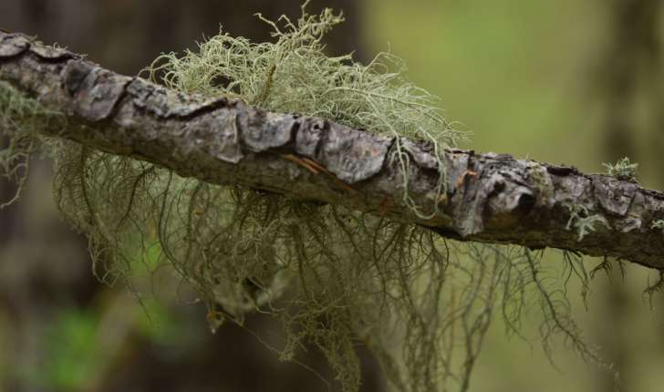 Teinture Usnée Barbu (Usnea barbata) 50 ml.