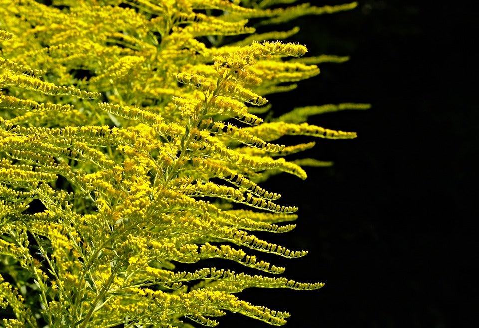 Teinture Verge D'or (Solidago canadensis) 50 ml.