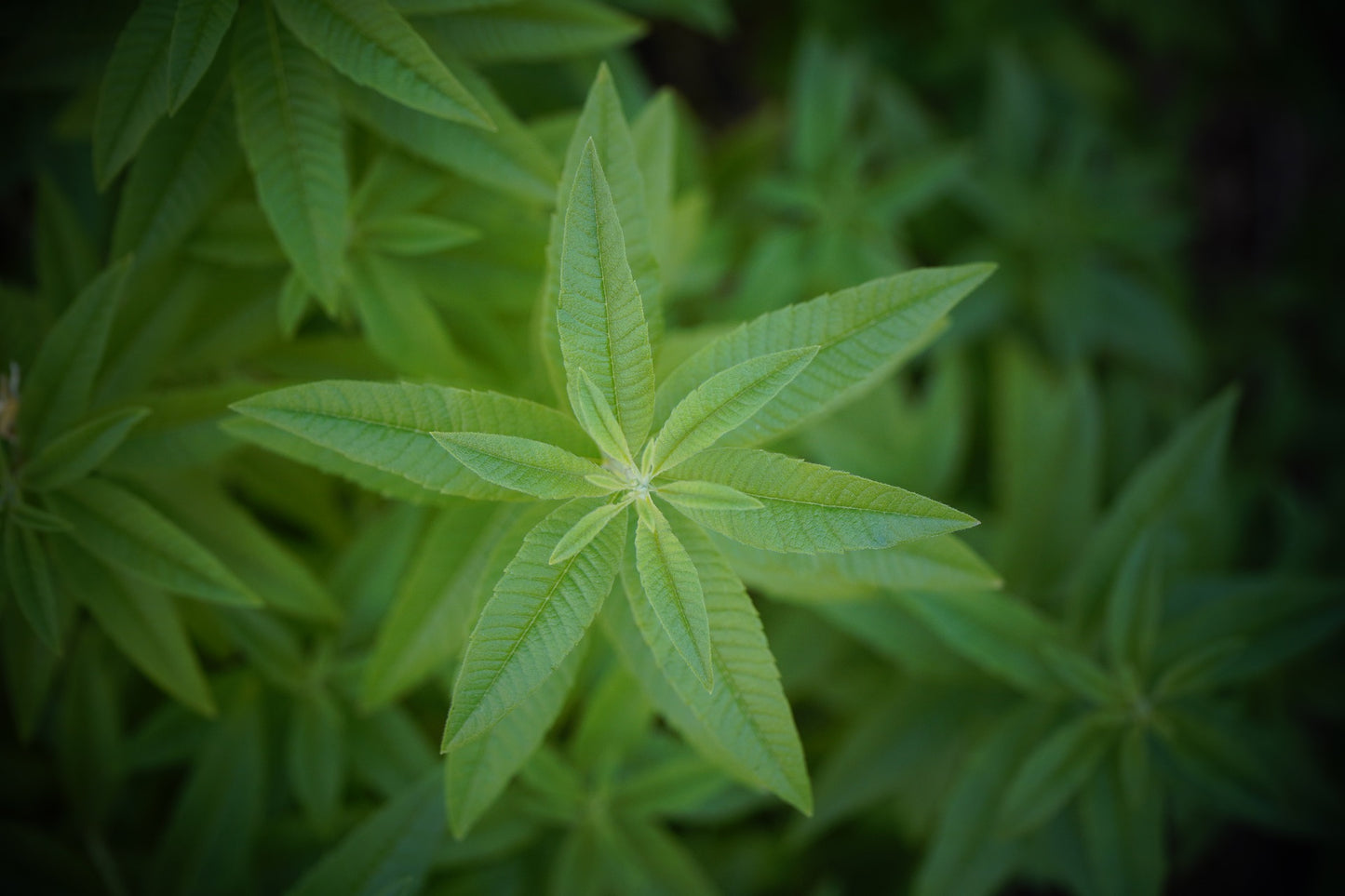 Teinture Verveine Citronnée (Aloysia citrodora) 50 ml.