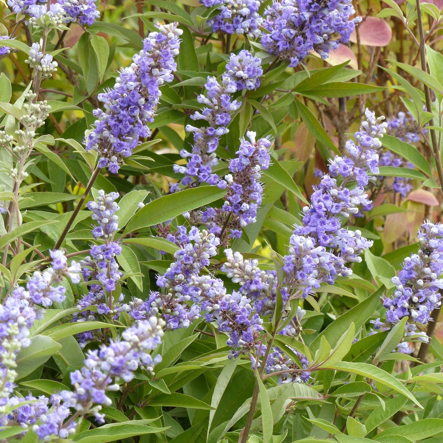 Teinture Vitex (Vitex agnus castus) 50 ml.