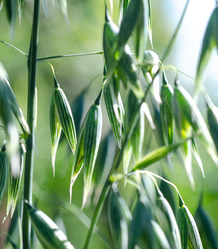 Avoine verte fleurie (Avena sativa) 50 gr.