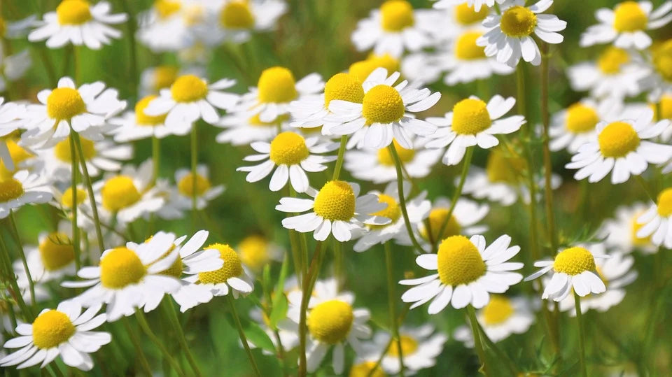Camomille allemande (Matricaria recutita), 50gr.