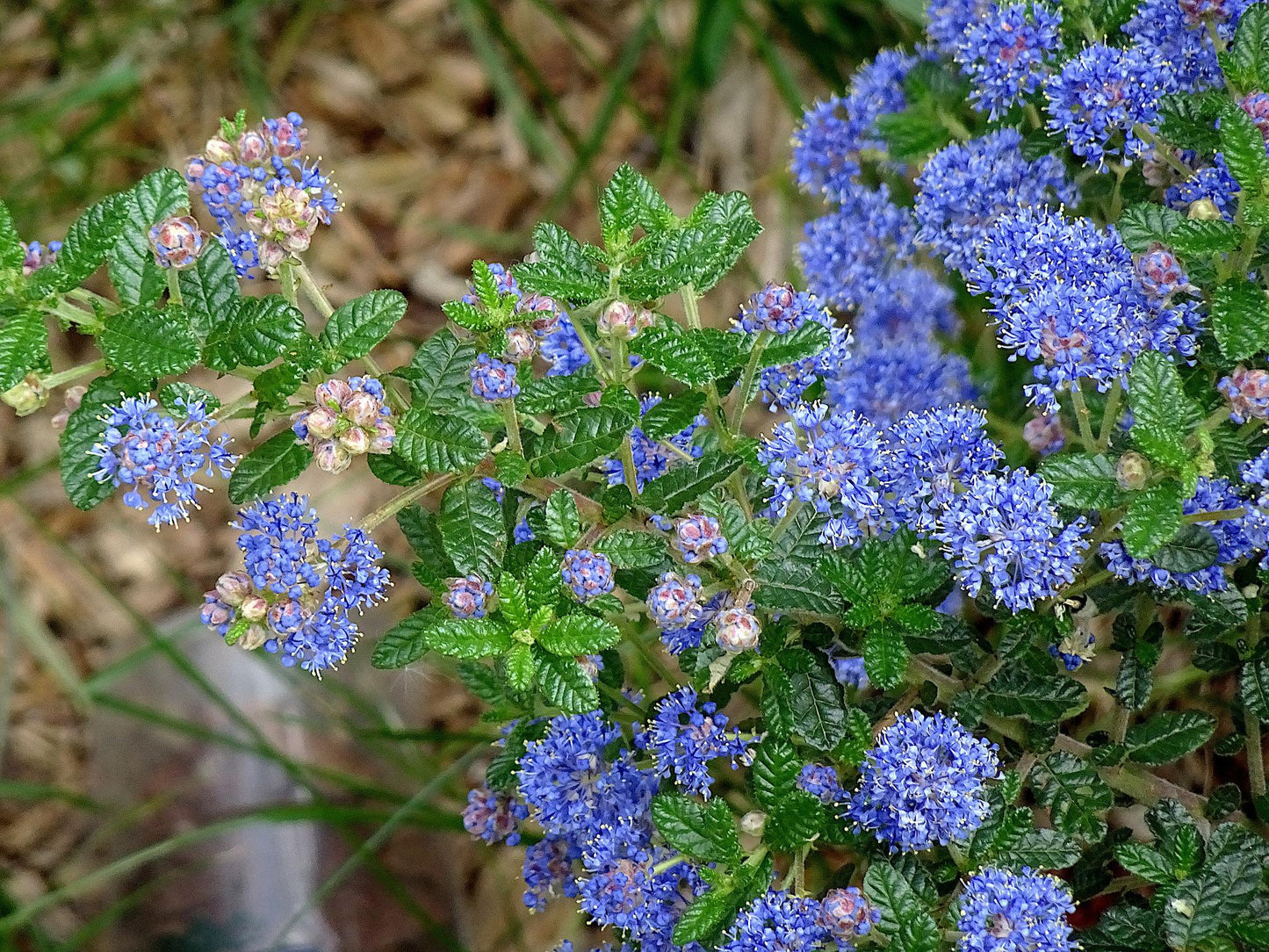 Teinture Céanothe -racines- (Ceanothus americanus) 50 ml.