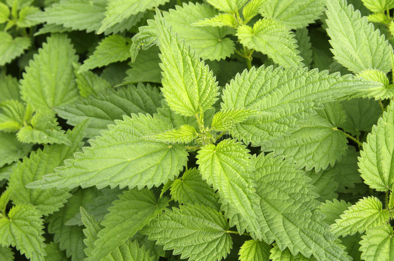 Vinaigré Ortie (Urtica dioica) 50 ml.